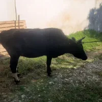 فروش ۲عدد گاو شیر کر|حیوانات مزرعه|نوشهر, |دیوار