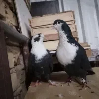 کبوتر کراواتی|پرنده|شیراز, نصر|دیوار