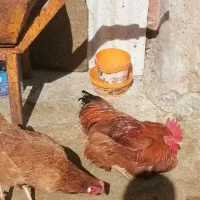 فروش خروس محلی|حیوانات مزرعه|مرودشت, کناره|دیوار