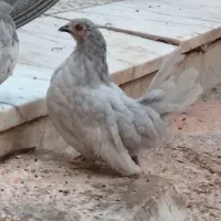 مرغ مینیاتور ی تخم گزار