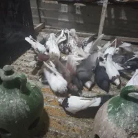 کبوتر غریب گیری