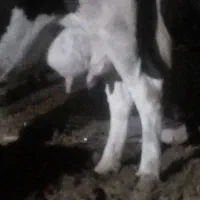 یک راس گاو ۵۵۰کیلووزن