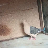 کفتر رنگ خاص