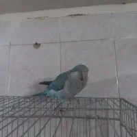 راهب