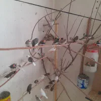 فنچ نروماده مولد رو تخم و جوجه و جوون