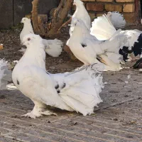 کفتر دم چتری،پاپر، کاکلی|پرنده|تهران, منیریه|دیوار