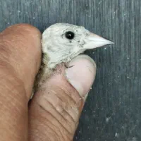 چهارعدد جوجه سهره سیبیل زده نره یک وجبی گلچین شده