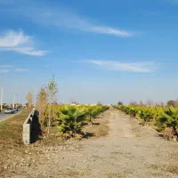 ویو-جنگل-مالک-تهرانی-پول-نیاز