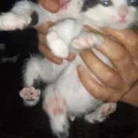 ۵ بچه گربه واگزار میشه رایگان