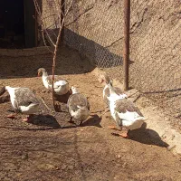 غاز|حیوانات مزرعه|ساوه, |دیوار