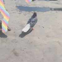 دم سفید هفترنگ شکلاتی نر