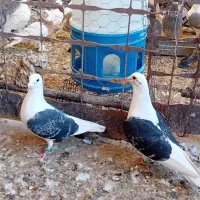 کبوتر پلاکی دوبال اهوازی