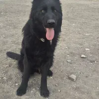 سگ ژرمن  بلک گمشده