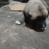 توله سگ سرابی اصیل|سگ|مشهد, کوی سیدی|دیوار