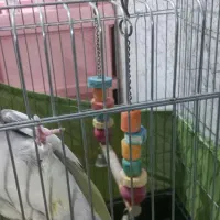 عروس هلندی نر با قفس|پرنده|پاکدشت, حصار امیر|دیوار