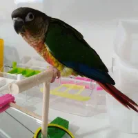 گرینچیک  اهلی دونخورونرمخور راهب سرلاکی