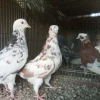 کبوتر پرشی|پرنده|سیرجان, |دیوار