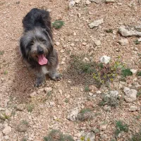 سگ خانگی فروش فوری