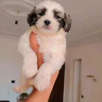 شیتزو پامر|سگ|تهران, سعادت‌آباد|دیوار