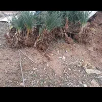 پیاز زعفران