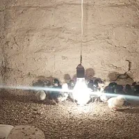 جوجه گلین|حیوانات مزرعه|یزد, |دیوار