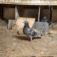 دوبر سرعتی چشم سفید