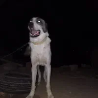سگ معاوضه با کبوتر دورگ رنگی