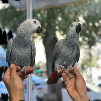 بورس جوجه کاسکو تهران|پرنده|تهران, هفت حوض|دیوار