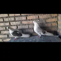 کبوتر کفتر تهرانی نوک ریز تار شده گم شده