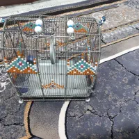 قفس سهره غلامی
