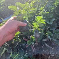 نشا توت فرنگی کردستان|گل و گیاه طبیعی|نورآباد ممسنی, |دیوار