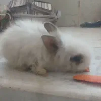 بچه خرگوش نژاد لوپی