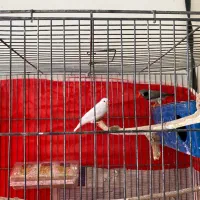 جفت فنچ بالغ