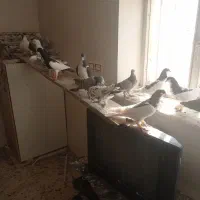 کبوتر|پرنده|قزوین, |دیوار