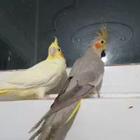 یک جفت عروس هلندی ۱۸ ماهه سالم و زیبا|پرنده|لنگرود, |دیوار