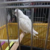 عروس هلندی البینو