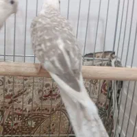 عروس هلندی اهلی