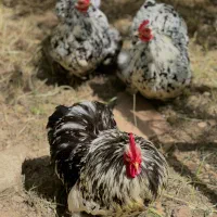 کوشین بلد متلد نژاد اصلی