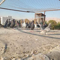 هفتا ماده پلاکی جوان پرشی یه ملیون