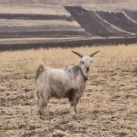 یک بزغاله بختیاری