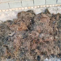 بار مرغی وگاو