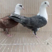 کلاغ کربلایی