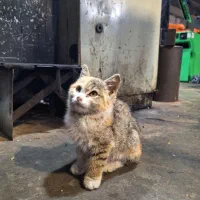 واگذاری گربه