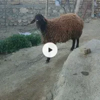 فروش‌ قوچ همو