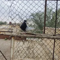 فروش|پرنده|باوی, |دیوار