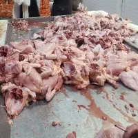 نیازمندم به تعدادی نیروی