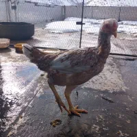 مرغ لاری|حیوانات مزرعه|پاوه, |دیوار