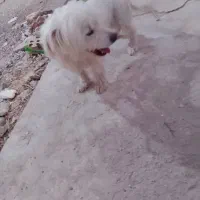 سگ پاکوتاه نر