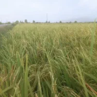 شالی فجر