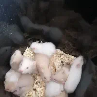 همستر های خوشکل